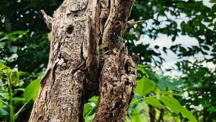 Obraz premium a decayed tree trunk