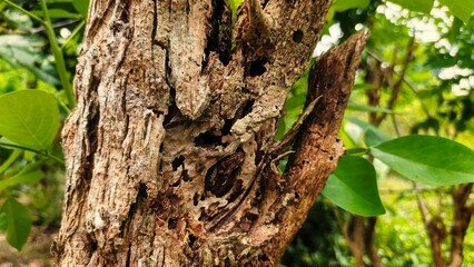 Obraz premium a decayed tree trunk