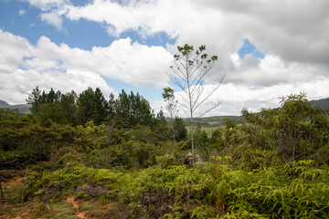 Fototapeta premium forest and sky