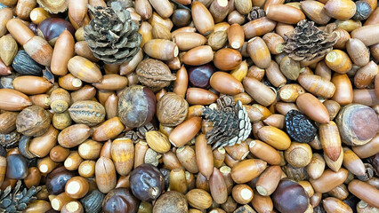 どんぐりと木の実のテクスチャ背景