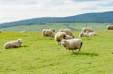 Fototapeta premium Rural landscape in Southland, New Zealand, featuring a flock of sheep grazing on lush green grass. 