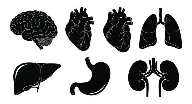 Illustrative depiction of human internal organs brain heart lungs liver stomach and kidneys silhouette high quality professional detailed modern