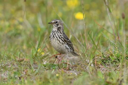 Meadow pipit (Anthus pratensis) standing in grassland habitat