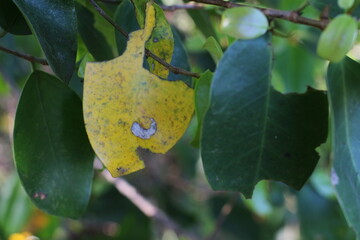 green leaves in the garden