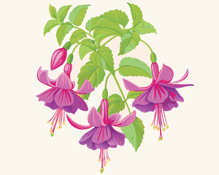 A vibrant illustration of fuchsia flowers with detailed green foliage