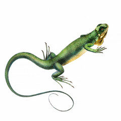 Obraz premium Handmade iguana illustration isolated on white background, detailed reptile artwork with natural colors and realistic style.