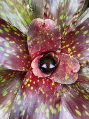  Top view of a Neoregelia bromeliad with speckled red leaves and small purple flowers - Exotic tropical plant texture