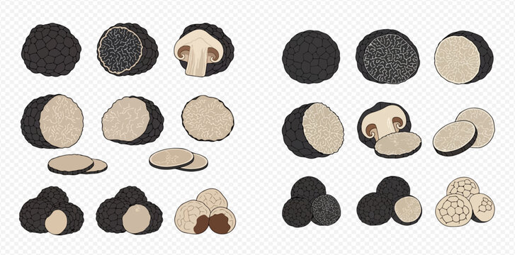 Set of black truffle illustrations, whole, sliced, and cross-section views, showcasing various forms of the gourmet fungi.