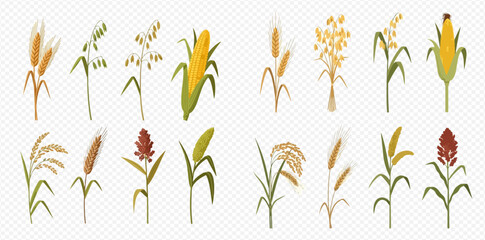 Collection of various cereal crops including wheat, corn, rice, and oats on a transparent background. © MuammarAuliyan