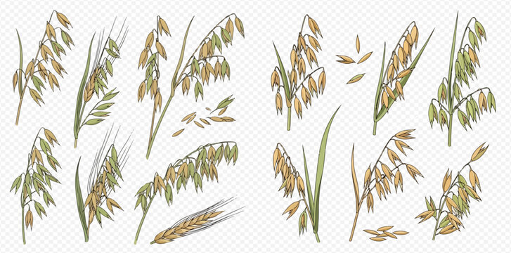 Set of hand-drawn oat spikes, grains, and leaves for agricultural and food design.