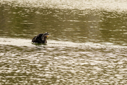 Ave aqu&aacute;tica nadando em lago.  