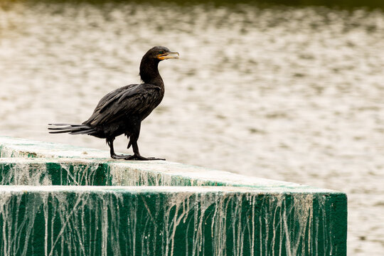Ave aqu&aacute;tica sobre estrutura de concreto dentro de lago.   