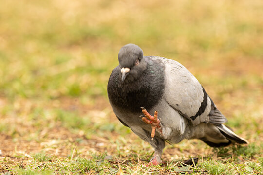 Pomba, uma ave encontra em ruas e parques de grandes cidades. 