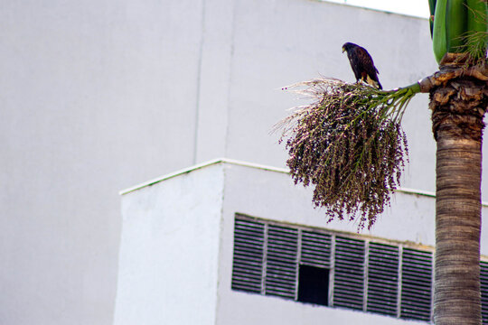 Gavi&atilde;o pousado no topo de uma coqueiro no centro da cidade de S&atilde;o Paulo. 