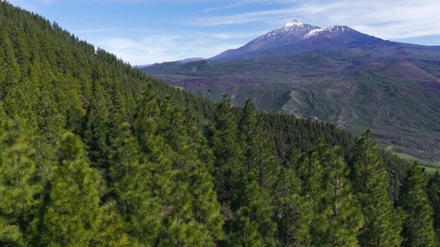 Aerial panorama of Mount Teide volcano summit rising above the Corona Forestal pine tree canopy in Tenerife