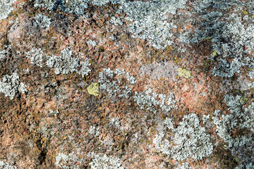 Macro Texture of Green Moss Growing on Weathered Granite Rock.Tactile and crisp, this raw macro shot captures vibrant green moss clinging to rugged stone.