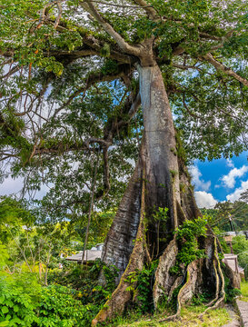 A view towards a silk cotton tree in the rainforest in Tobago on a bright day in January