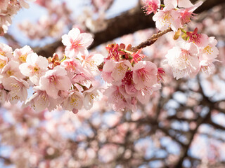 桜満開