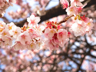 桜満開