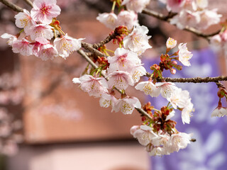 桜満開