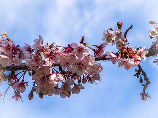 桜満開