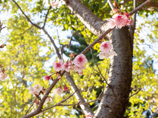 桜満開