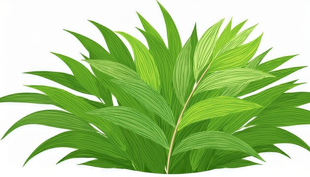 rhombifolia cissuntem folium plant isolated on white