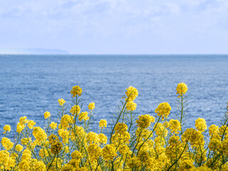 菜の花　海辺