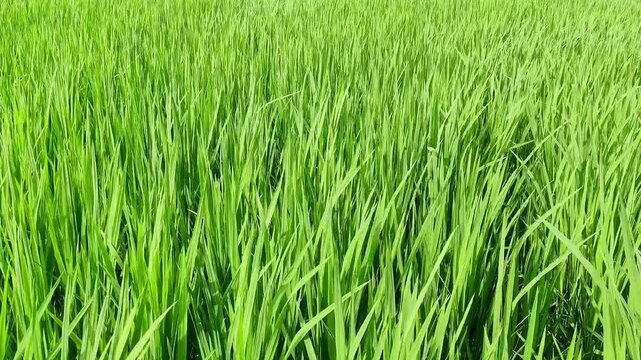 Closeup of a vibrant green paddy field showcasing fresh rice plants growing under sunlight