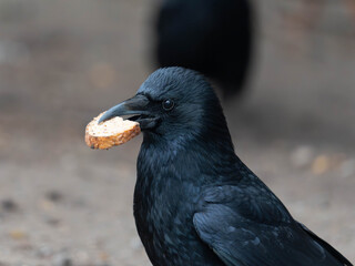 High Resolution PortraIt of a Raven with Bread in his Mouth - Stealing Food