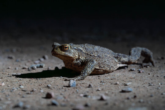 A toad on his hard way of Migration in the Dark at Night