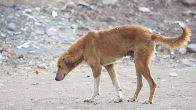 Desi Dog High-Quality Raw Footage for Professional Projects | slog3 10bit 4k, Unedited Clips