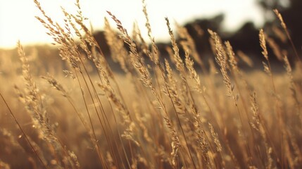 Golden grass field in the sunlight.