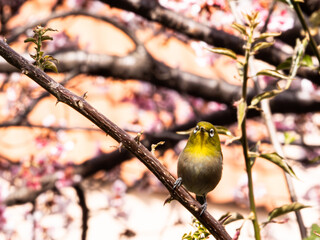 メジロ　春