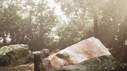 Obraz premium dense shaded forest with mossy rocks and tangled roots, deep green canopy creates intimate mood, scattered stones and damp ground suggest ancient woodland