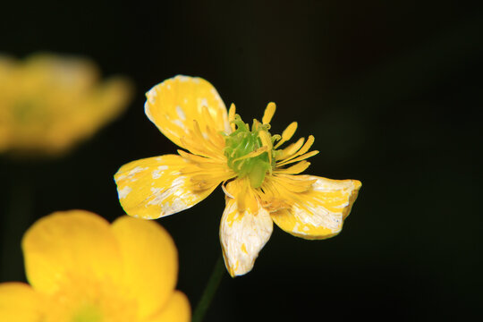 natural yellow lysimachia nemorum flower photo	