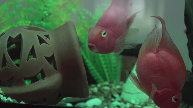 Two parrot fish in aquarium