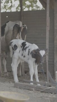 Adorable Jersey cow calf standing peacefully in a rural farm setting under natural warm sunlight. Captured in cinematic Slog3 4K 10-bit quality, ideal for dairy farming, agriculture