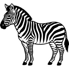 Obraz premium Zebra vector illustration isolated on white background showing a black and white striped wild animal standing in profile