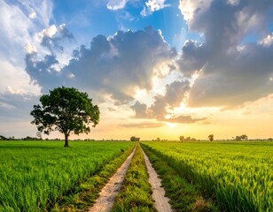 Sun rays burst over a field, dirt path leads to the horizon with tree