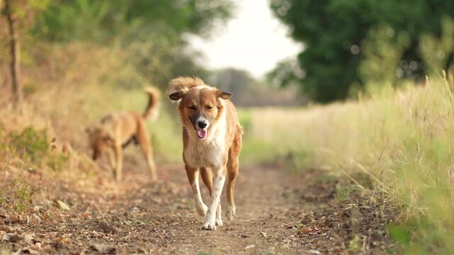 Desi Dog High-Quality Raw Footage for Professional Projects | slog3 10bit 4k, Unedited Clips