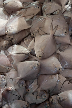 Silver Pomfret (Pampus argenteus), Ikan Bawal Putih