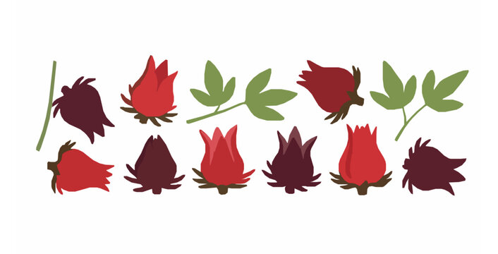 Roselle fruit and calyx flat vector illustration isolated on white background