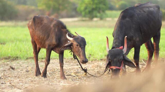 A powerful water buffalo standing calmly in a rural outdoor setting under warm natural sunlight. Captured in cinematic 4K 10-bit quality, ideal for agriculture, village life, and documentary projects.