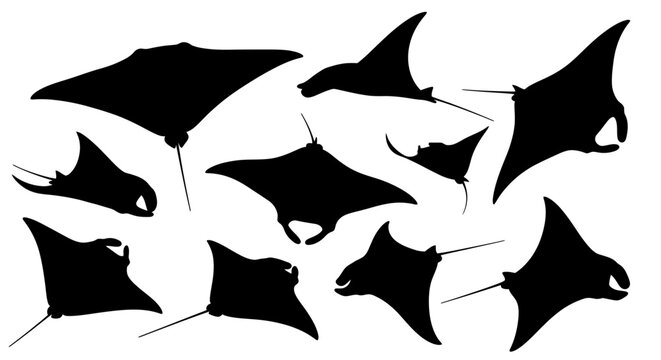 Group of Manta Rays Silhouetted Against a White Background, Vector Illustration