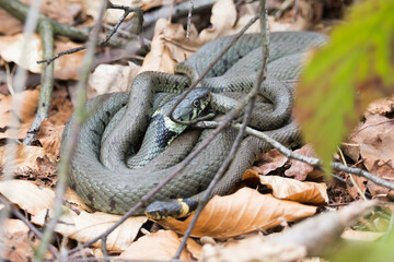 Mating barred grass snakes (Natrix helvetica) in the Netherlands