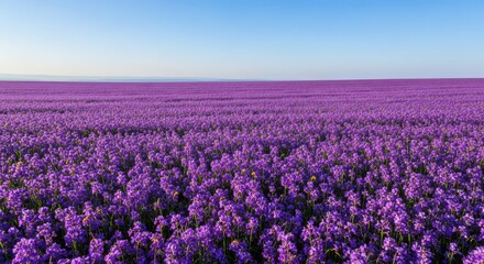 Fototapeta premium A vast meadow covered entirely in vibrant purple blossoms under a clear sky, stretching toward the distant horizon, beautiful natural scenery, field, summer, landscape