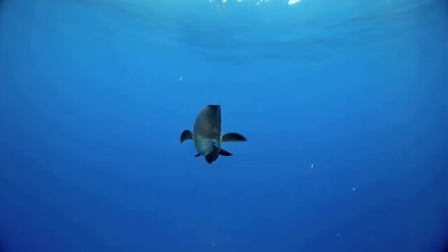 Ocean sunfish molamola underwater glimpse swimming through deep blue ocean waters marine wildlife cinematic view