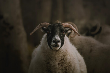 Close up portrait of a horned sheep with a black face and thick wool, photographed outdoors in the Scottish Highlands near the Cairngorms. Shallow depth of field with a soft, blurred background. © Matthew