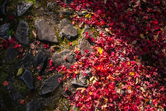 Fallen red maple leaves against sunlight shade at Shinnyodo, Kyoto